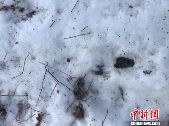 野生东北虎排尿痕迹 崔岩 摄