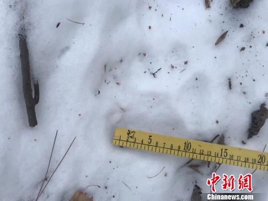 野生东北虎足迹 崔岩 摄