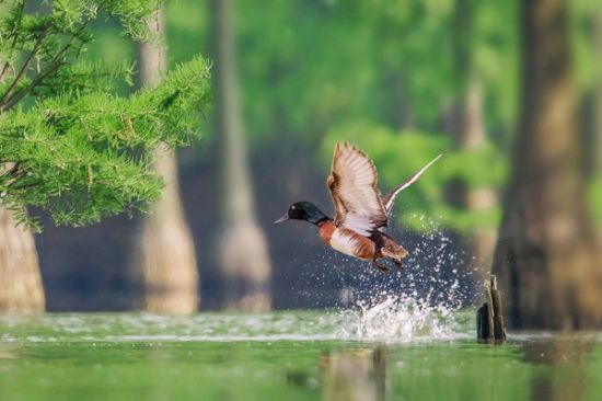 14青头潜鸭在来安安家