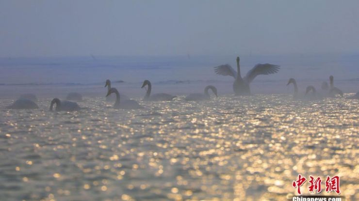  冰雪、飞禽勾勒中国内陆最大咸水湖青海湖冬日“水墨画”