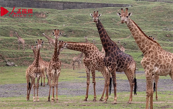 非洲长颈鹿重庆安家 爱上“登山”运动