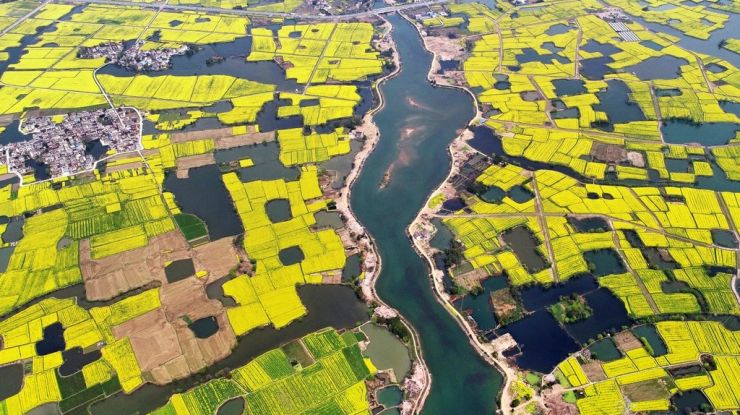 航拍安徽芜湖油菜花开 宛若大地铺上“金黄地毯”