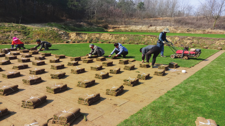 草坪之乡“春收”忙