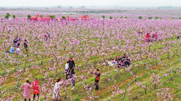 桃花林中赏春景