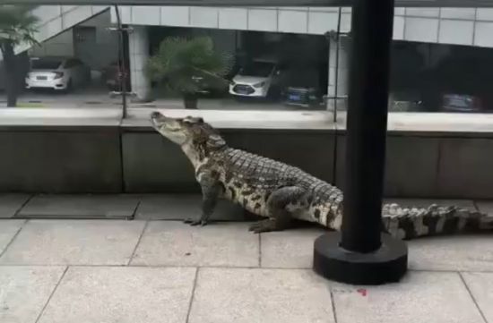 男子带1米多长鳄鱼“遛弯” 不听劝被芜湖警方罚500元