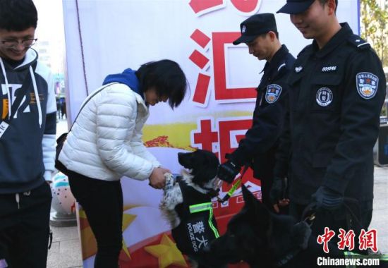 4岁的缉毒犬豆豆与市民&ldquo;撒娇&rdquo;。　夏莹 摄