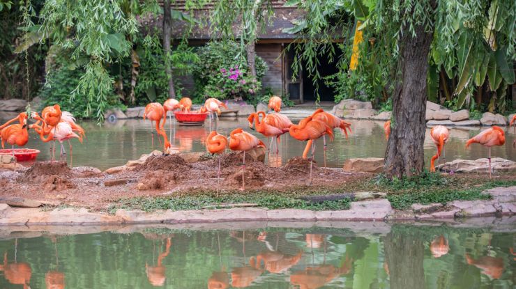 武汉动物园22日正式开放