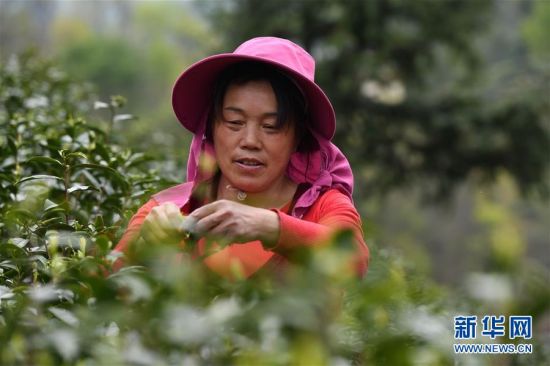 （新华全媒头条&middot;图文互动）（2）红土地上的&ldquo;绿色减贫&rdquo;决战&mdash;&mdash;大别山&ldquo;将军县&rdquo;金寨脱贫纪实