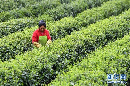 （新华全媒头条&middot;图文互动）（13）红土地上的&ldquo;绿色减贫&rdquo;决战&mdash;&mdash;大别山&ldquo;将军县&rdquo;金寨脱贫纪实