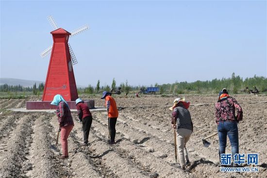 （决战决胜脱贫攻坚&middot;图文互动）（1）在&ldquo;石头滩&rdquo;耕耘&ldquo;紫色梦想&rdquo;