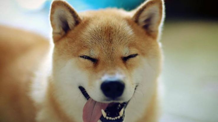 世界微笑日 请收下这波小动物们的灿烂笑容