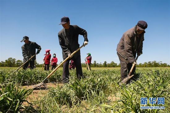 （新华全媒头条&middot;图文互动）（2）初夏，循着总书记的脚步探访产业扶贫新事