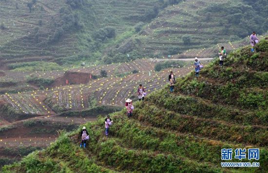 （新华全媒头条&middot;图文互动）（15）初夏，循着总书记的脚步探访产业扶贫新事