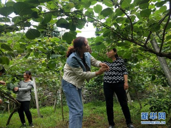 （新华全媒头条&middot;图文互动）（10）初夏，循着总书记的脚步探访产业扶贫新事