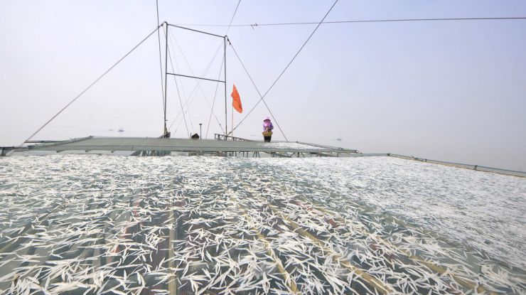 江苏洪泽湖春季银鱼特许捕捞开捕