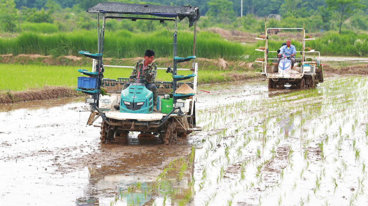 琅琊：“三夏”插秧忙