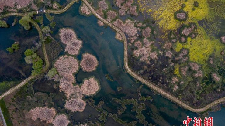“拉萨之肺”拉鲁湿地初夏风景如画