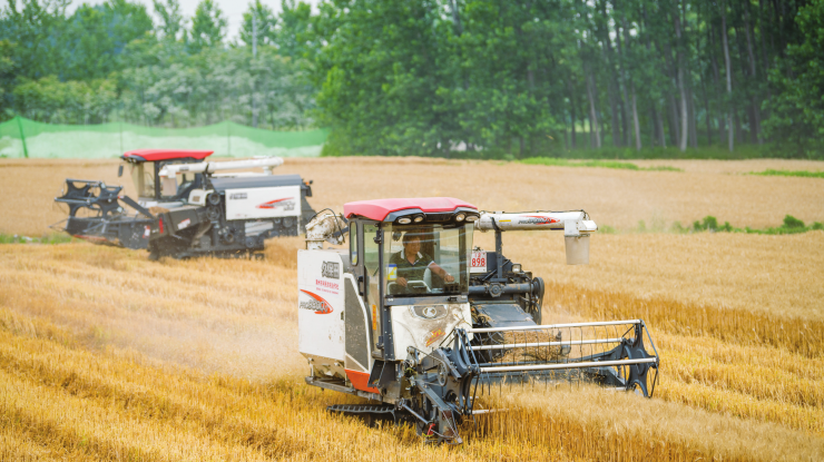 小麦抢收 颗粒归仓