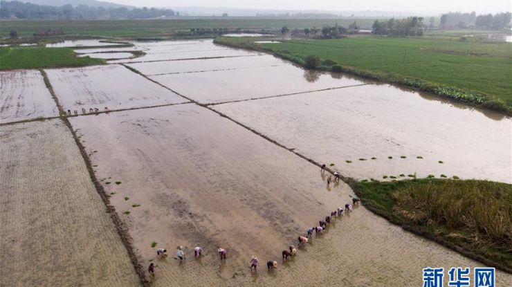 田间“双抢”农事忙