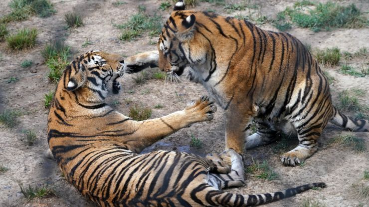 探访黑龙江横道河子东北虎林园