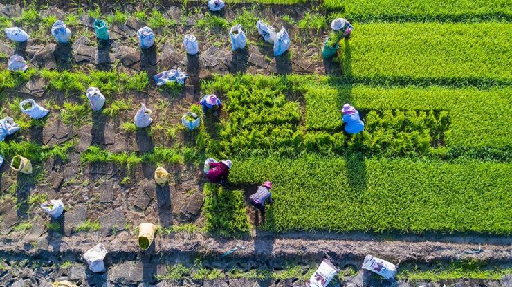 水灾过后“双抢”忙