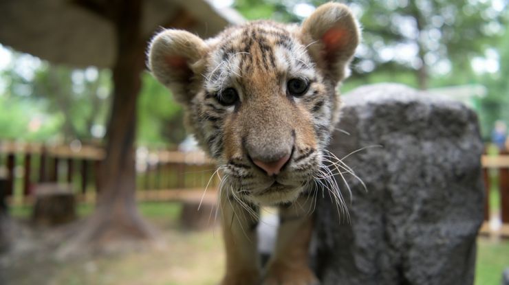 “老虎日”观虎