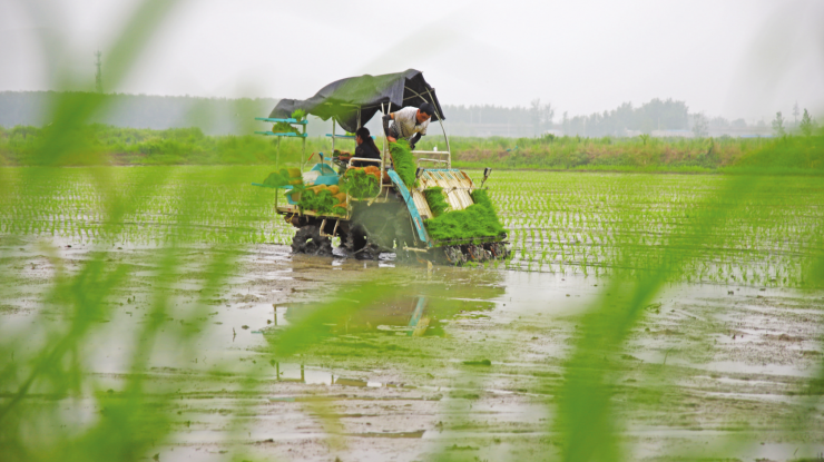 洪灾过后 补种补栽