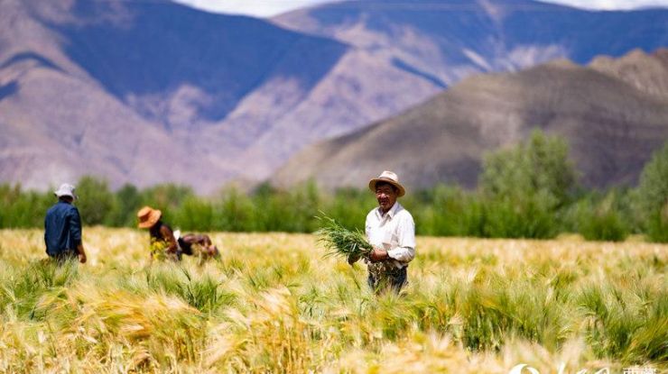 西藏萨迦县青稞秋收忙