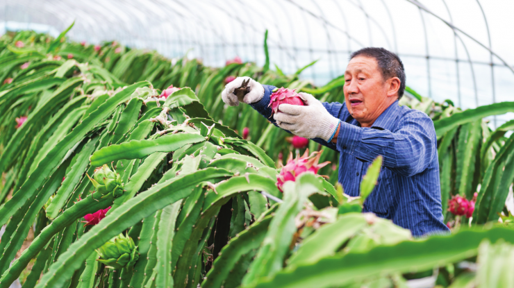 扶贫园里结硕果