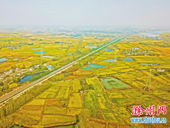 10月19日，全椒县六镇镇稻谷陆续成熟，动车穿行在金色的田野中，犹如一幅美丽的画卷。特约摄影禹强云摄 