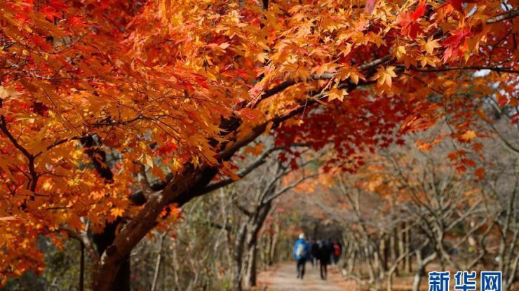 周末赏“枫景”