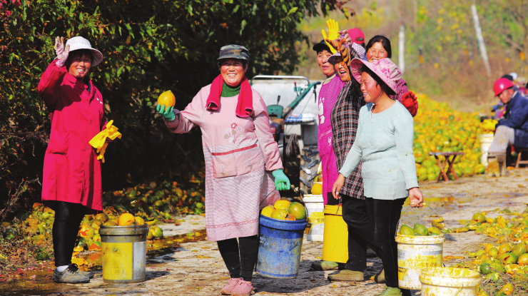 致富瓜蒌喜丰收