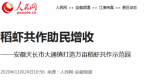 【人民网】安徽天长市大通镇打造万亩稻虾共作示范园