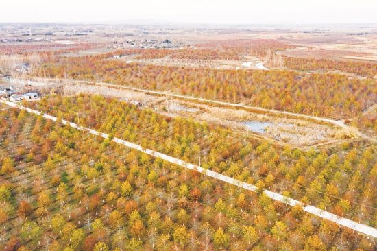 彩叶苗木助力乡村振兴