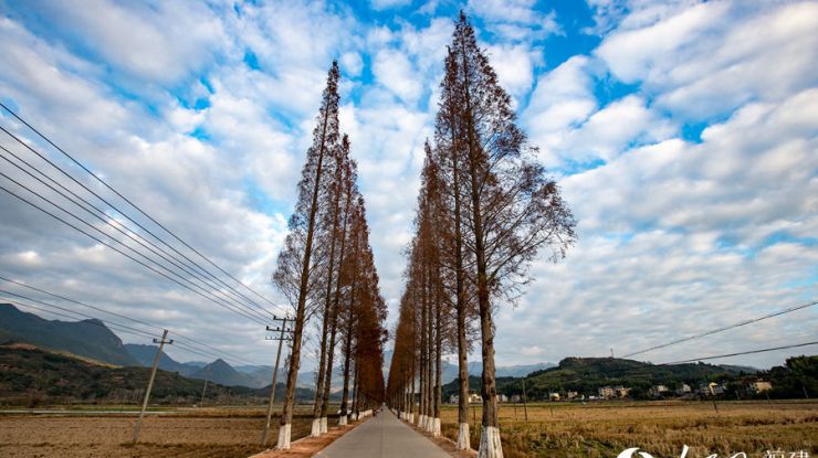 福建松溪：红杉树“穿”上红色“冬装”