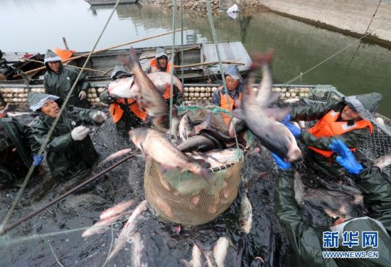 1月21日,在安徽省全椒县黄栗树水库,工人将捕到的鱼投入吊篮中。