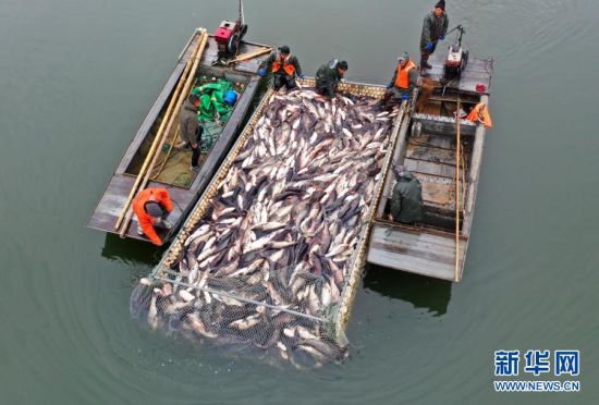 1月21日,在安徽省全椒县黄栗树水库,工人用网箱将鱼运往岸边(无人机照片)。