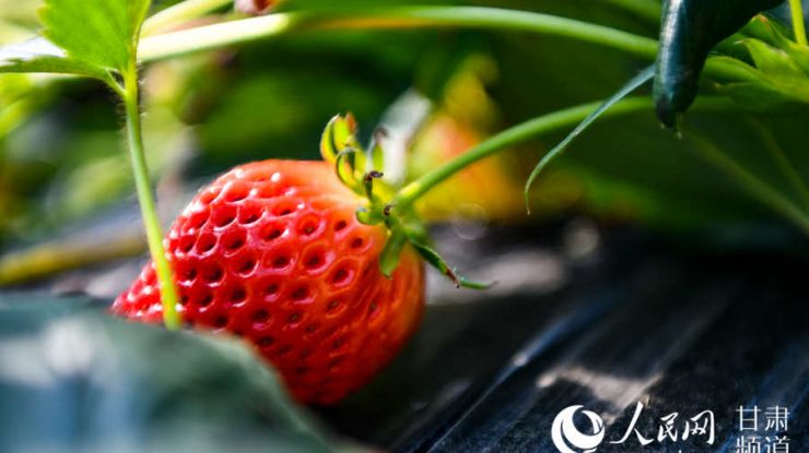 甘肃酒泉：戈壁滩的草莓红了