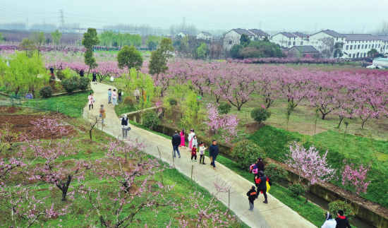 来安：万亩桃花开 游人踏春来