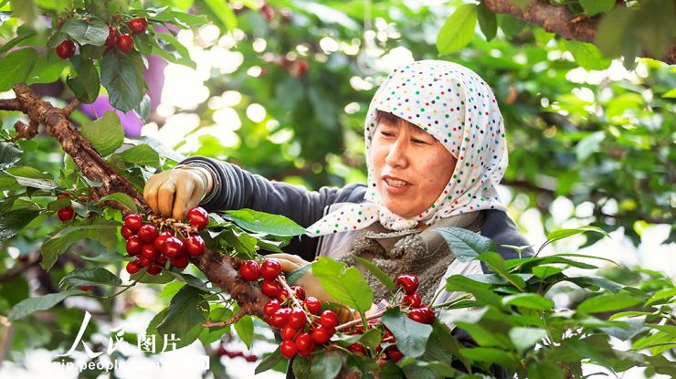 辽宁：大棚樱桃红