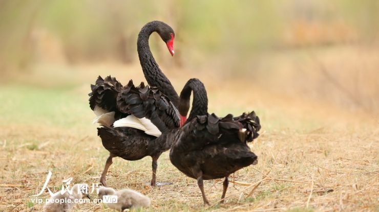 甘肃张掖：湿地公园喜添黑天鹅宝宝