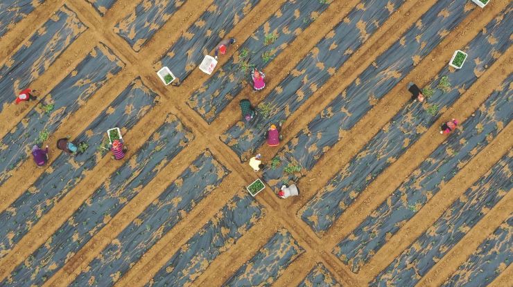 千亩滁菊栽种忙