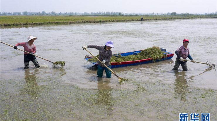 生态养虾 “一水双收”