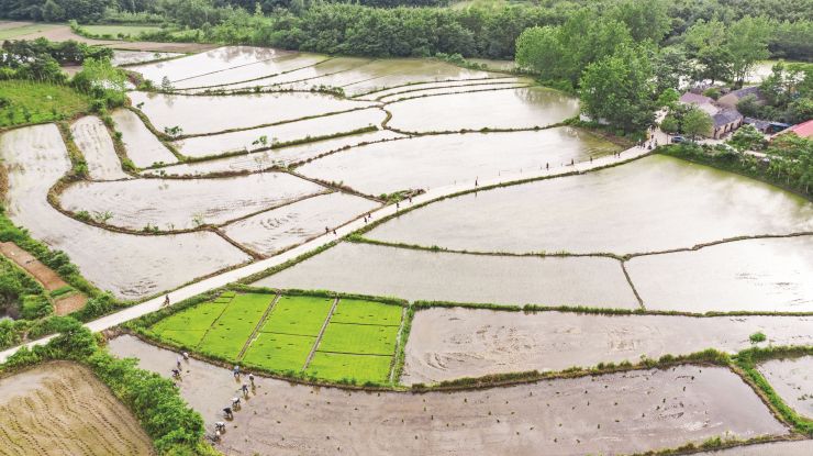 抢抓农时插秧忙