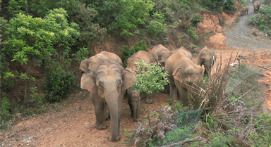 云南野象群极可能进入昆明