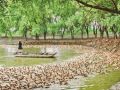 明光:养鸭增收奔小康