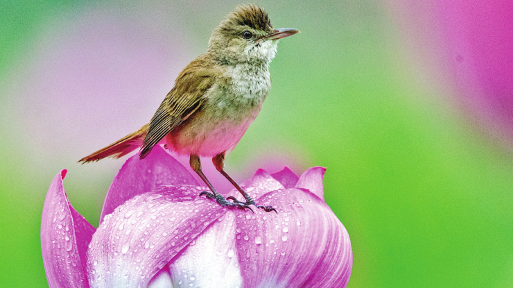 鸟的天堂 生态滁州