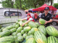 解急难愁盼 助瓜农增收