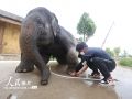 为大象“修脚美甲”