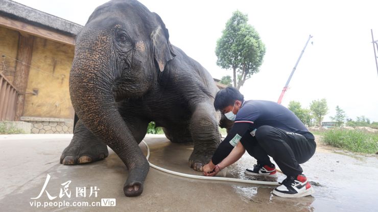 为大象“修脚美甲”